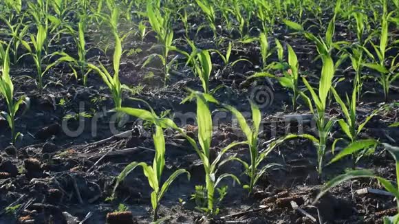 夏天的小玉米视频的预览图