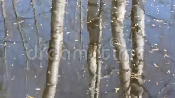 春天的桦树树干反射池塘的水视频的预览图