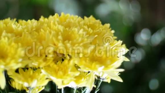 特写花束在光线的照射下旋转花的组成由黄菊花组成视频的预览图