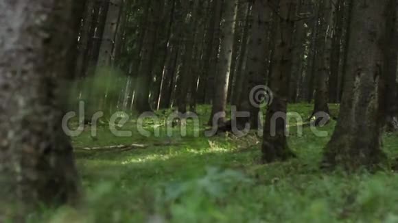 森林地面植被视频的预览图