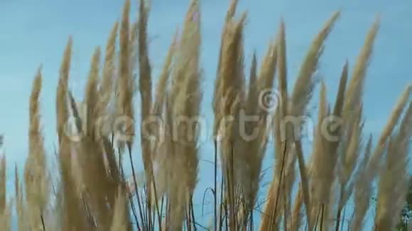 芦苇植物在大自然中视频的预览图