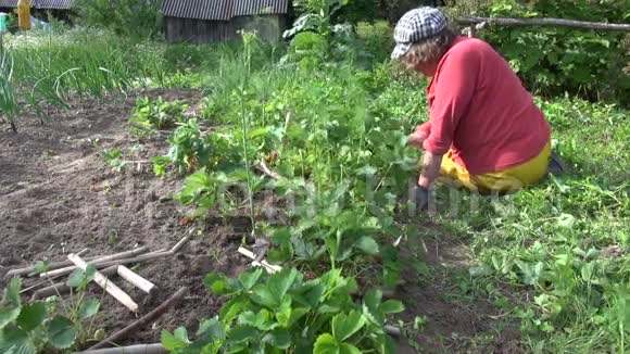 高级园丁祖母为草莓植物除草视频的预览图