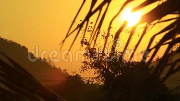 清晨的太阳在日出时透过椰子树升起视频的预览图