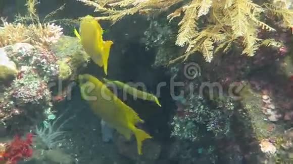鱼在巴厘岛海底游泳视频的预览图