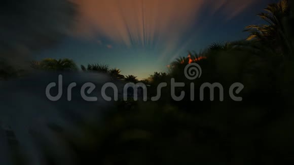 美丽的日出在棕榈树森林上空4K视频的预览图
