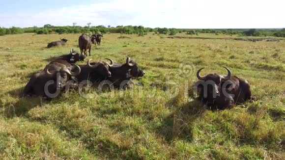 水牛公牛凝视非洲热带草原视频的预览图
