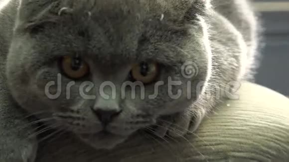 苏格兰折叠猫特写4k超高清视频的预览图