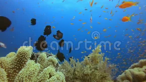 美丽的热带珊瑚花园视频的预览图