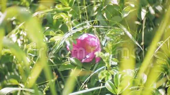 果蝇春天的粉红色花在森林里视频的预览图