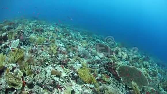 健康和生物多样性的珊瑚礁在奥尔视频的预览图