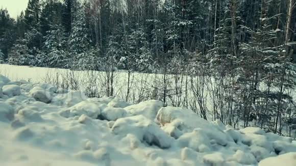全景冬晚林视频的预览图