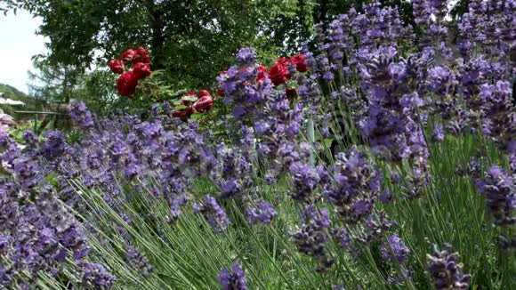 薰衣草在小花园里开花许多蜜蜂和黄蜂在花上视频的预览图