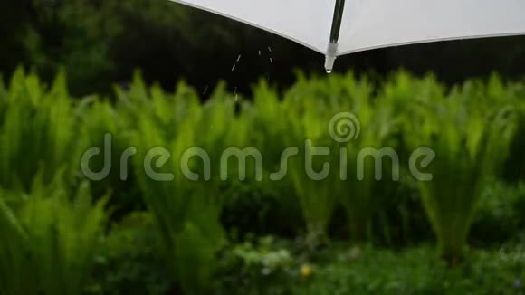 水滴伞雨视频的预览图