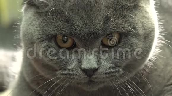 苏格兰折叠猫特写4k超高清视频的预览图