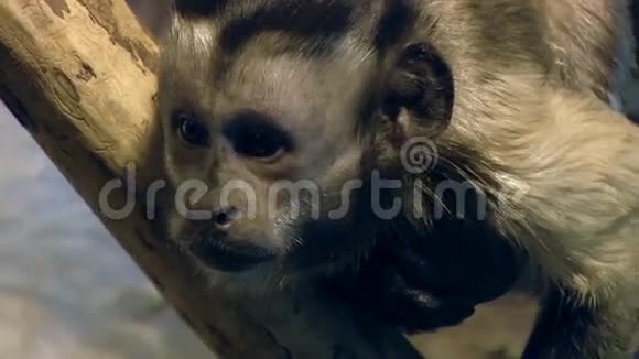 哺乳动物棕色卷尾猴视频的预览图