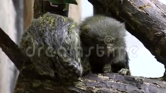哺乳动物侏儒猴视频的预览图