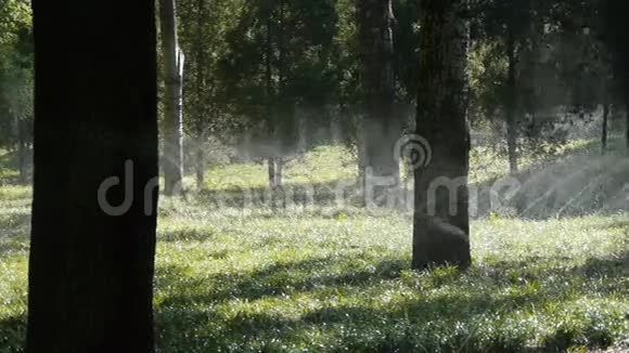 草地喷水在树干森林阳光在草坪背景视频的预览图