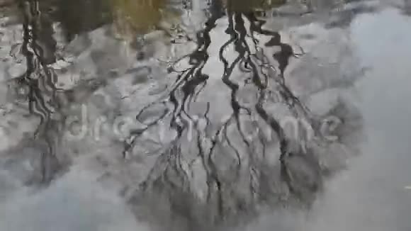 树对秋水和波浪的倒影视频的预览图