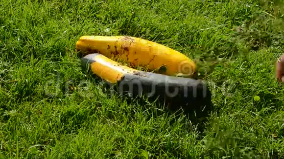 在草地上浇灌夏天的小胡瓜视频的预览图