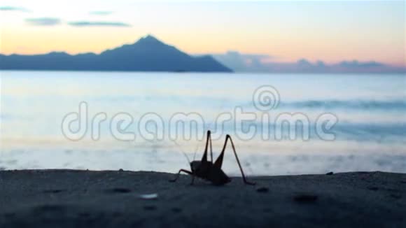 日出时海边有一只蚱蜢视频的预览图