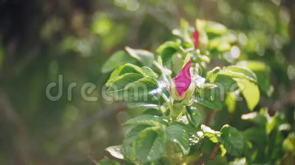 果蝇春天的粉红色花在森林里视频的预览图