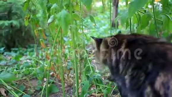 缅因州的浣熊猫走在草地上走了高清高清视频的预览图