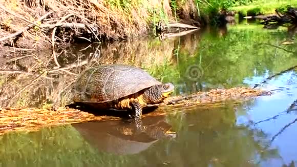 搁浅海龟在伊利诺斯州视频的预览图