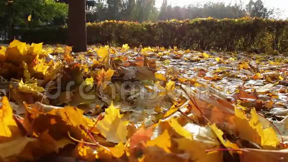 秋天黄叶落在地上视频的预览图