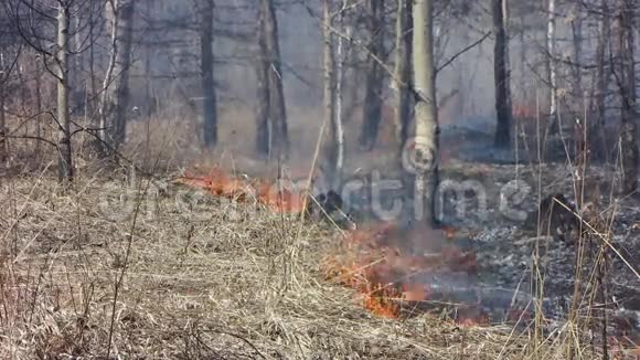 森林附近的烧焦的草烟幕视频的预览图