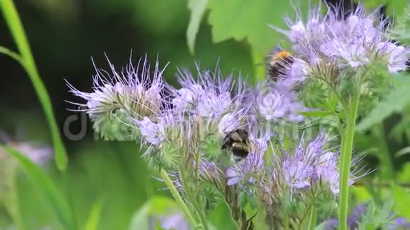 大黄蜂在紫色花丛中视频的预览图