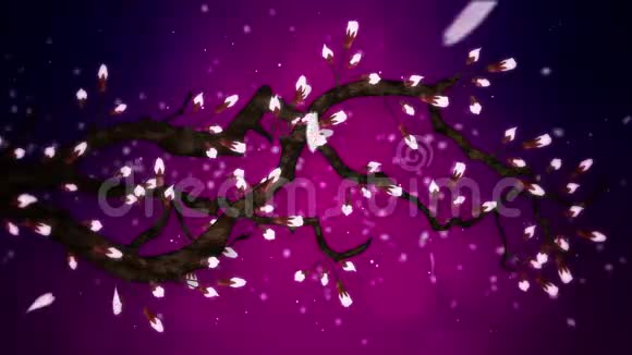 樱花盛开樱桃树枝樱花粉红色樱花紫背景视频的预览图