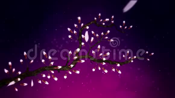 樱花盛开樱桃树枝樱花粉红色樱花紫背景视频的预览图