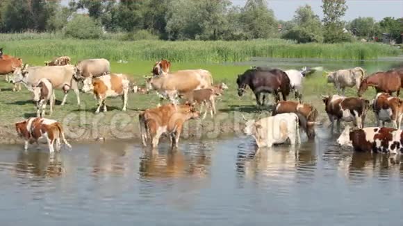 马和牛在浇水的地方视频的预览图
