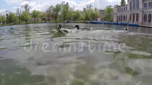 鸭子在湖上游泳和吃饭视频的预览图