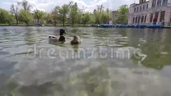 鸭子在湖上游泳和吃饭视频的预览图
