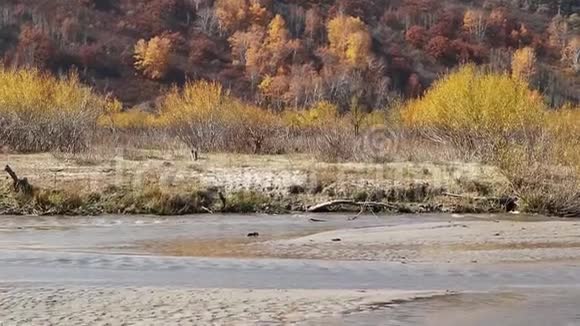 金色的秋天和河流视频的预览图