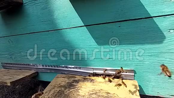 蜜蜂在蜂巢附近飞行视频的预览图