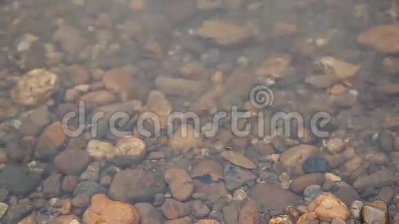 河流中的水虫群视频的预览图