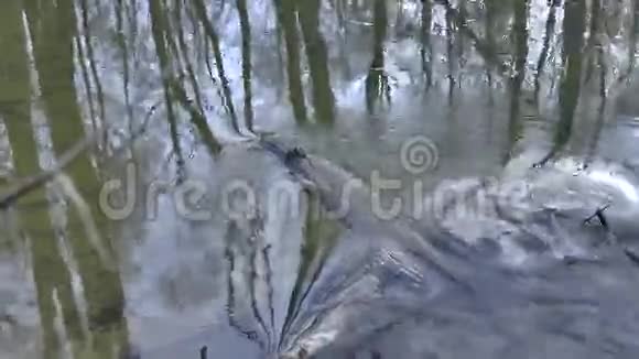 森林里的河流视频的预览图
