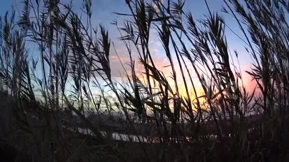 竹子日落加迪夫加利福尼亚视频的预览图