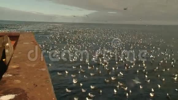 渔船后面的水上海鸥视频的预览图