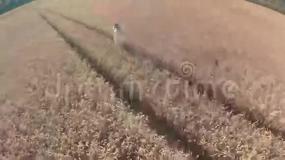 在耕地上散步的无忧无虑的女人视频的预览图