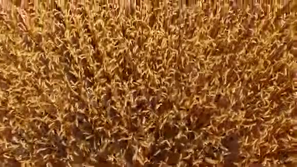 金色麦穗视频的预览图