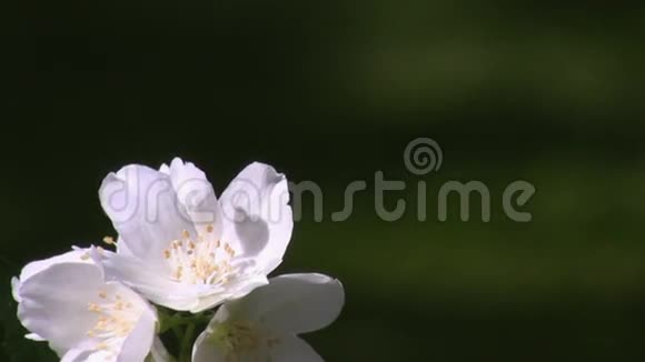 茉莉花特写隔离视频的预览图