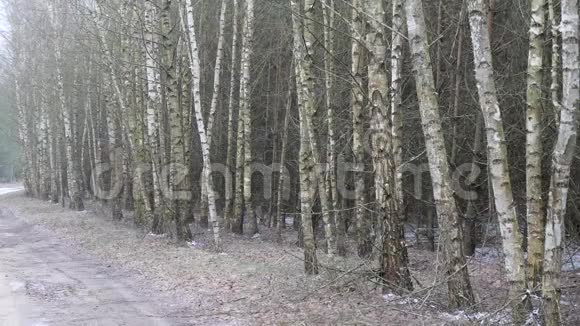 第一场雪覆盖了桦树的地面视频的预览图