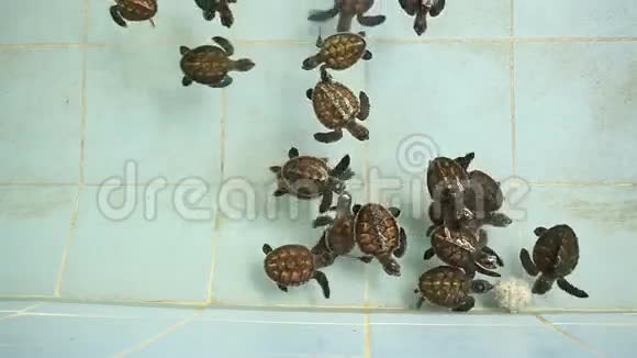 泰国宝贝绿海龟游泳视频的预览图