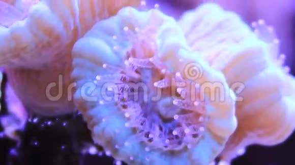 珊瑚礁水族馆长质多石珊瑚视频的预览图