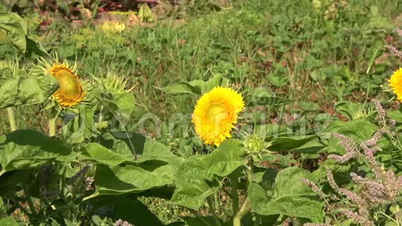 鲜花和蔬菜视频的预览图