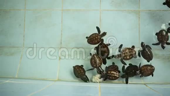 泰国宝贝绿海龟游泳视频的预览图