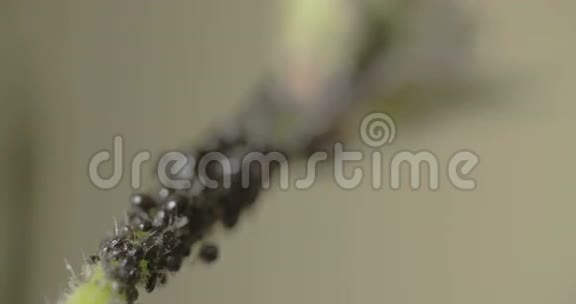 蚜虫或黑蝇在茎FS7004KRAW奥德赛7Q中的集视频的预览图
